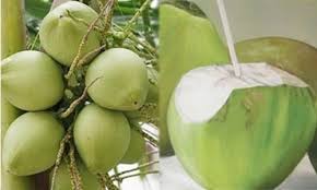coconut water