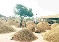 mahbub nagar-peanut farmers