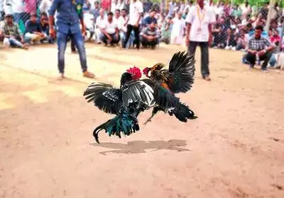 Sankranthi, - betting