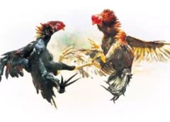 Kakinada-cock fight