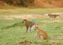 Farmers are now afraid to cultivate crops