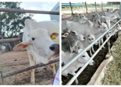 YSRCP is alleging that a large number of cows died in the Tirumala cowshed, TTD and coalition leaders are clarifying that no such thing happened.