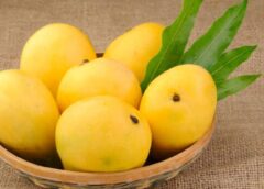 Nuzvidu.. Care of address for mangoes