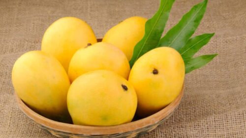 Nuzvidu.. Care of address for mangoes