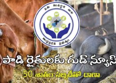 AP government has good news for dairy farmers. It will provide nutritious cattle feed at a 50 percent discount to dairy farmers with white ration cards.