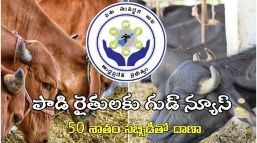 AP government has good news for dairy farmers. It will provide nutritious cattle feed at a 50 percent discount to dairy farmers with white ration cards.