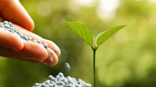 Special surveillance on the transportation and sale of fake seeds