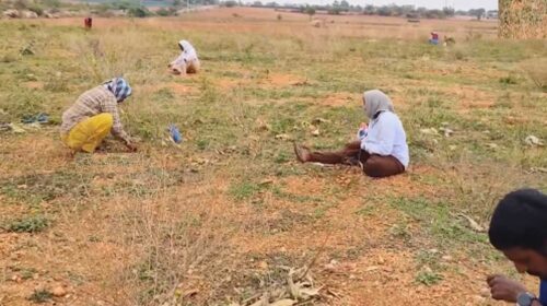 Diamond hunting in Kurnool district, farmer finds diamond worth Rs. 30 lakhs