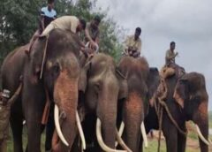 Karnataka government agrees to give six Kumki elephants to AP