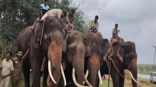 Karnataka government agrees to give six Kumki elephants to AP