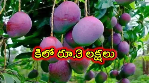 What is the rate of mango per kg?