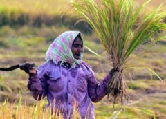 Hyderabad scientists have done a miracle in rice cultivation.