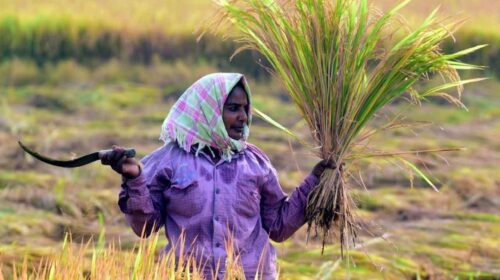 Hyderabad scientists have done a miracle in rice cultivation.