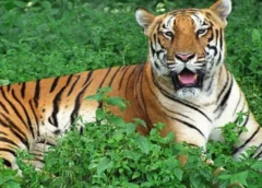 People in areas near Nallamalla Forest in Nandyal district are trembling with fear.