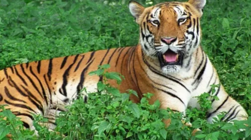 People in areas near Nallamalla Forest in Nandyal district are trembling with fear.