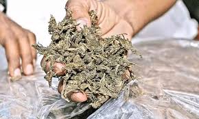 Ganja worth Rs. 4 crore seized in Kothagudem district