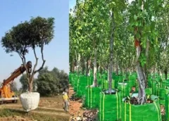 Tree transplantation and tree translocation, the first of its kind in the country