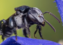 Australian Researchers Discover Potent Antimicrobial Properties in Stingless Bee Honey