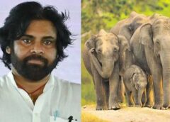 Elephant Menace in Andhra Pradesh: Minister Pawan Kalyan Reviews, Issues Key Directives