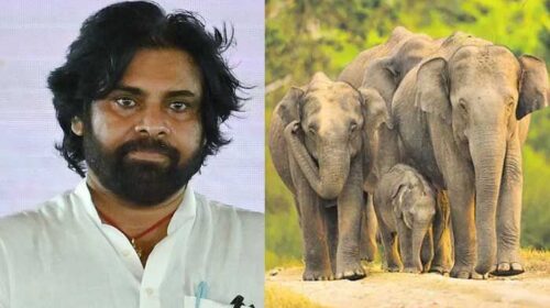 Elephant Menace in Andhra Pradesh: Minister Pawan Kalyan Reviews, Issues Key Directives
