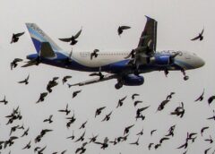 Growing Concern Over Aviation Safety: Bird and Animal Strikes at Indian Airports