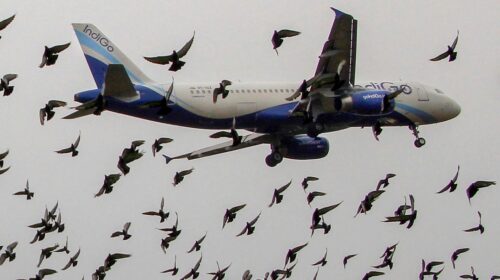 Growing Concern Over Aviation Safety: Bird and Animal Strikes at Indian Airports