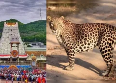 Leopard Roams Near Alipiri: Devotees Panicked
