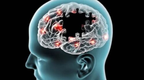 Cats May Hold the Key to Unlocking Alzheimer's Secrets