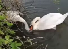 Love Beyond Death: This Swan's Agony for its Partner is Breaking Hearts