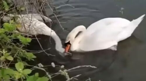 Love Beyond Death: This Swan's Agony for its Partner is Breaking Hearts