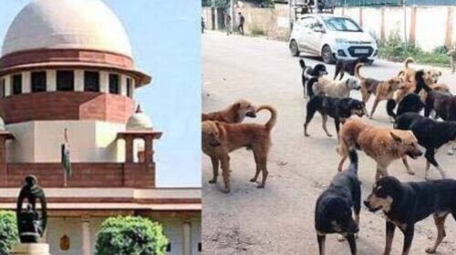 Supreme Court Issues Key Directives on Relocation of Stray Dogs in Delhi