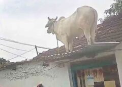 Ox Breaks Into a House to Flee From Street Dogs