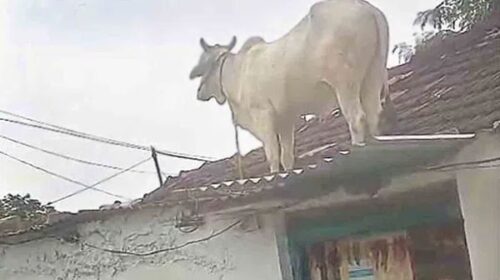 Ox Breaks Into a House to Flee From Street Dogs