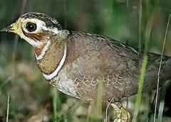 Jerdon's Courser: A Triumph of Conservation in Andhra Pradesh