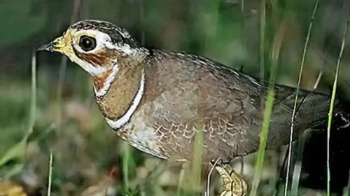 Jerdon's Courser: A Triumph of Conservation in Andhra Pradesh