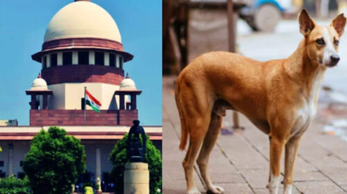 Your Negligence is Hurting India's Image!" – SC Fumes at States Over Stray Dog Crisis.