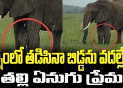 Elephant Melts Hearts