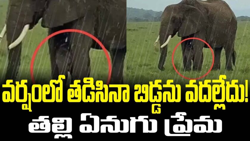 Elephant Melts Hearts